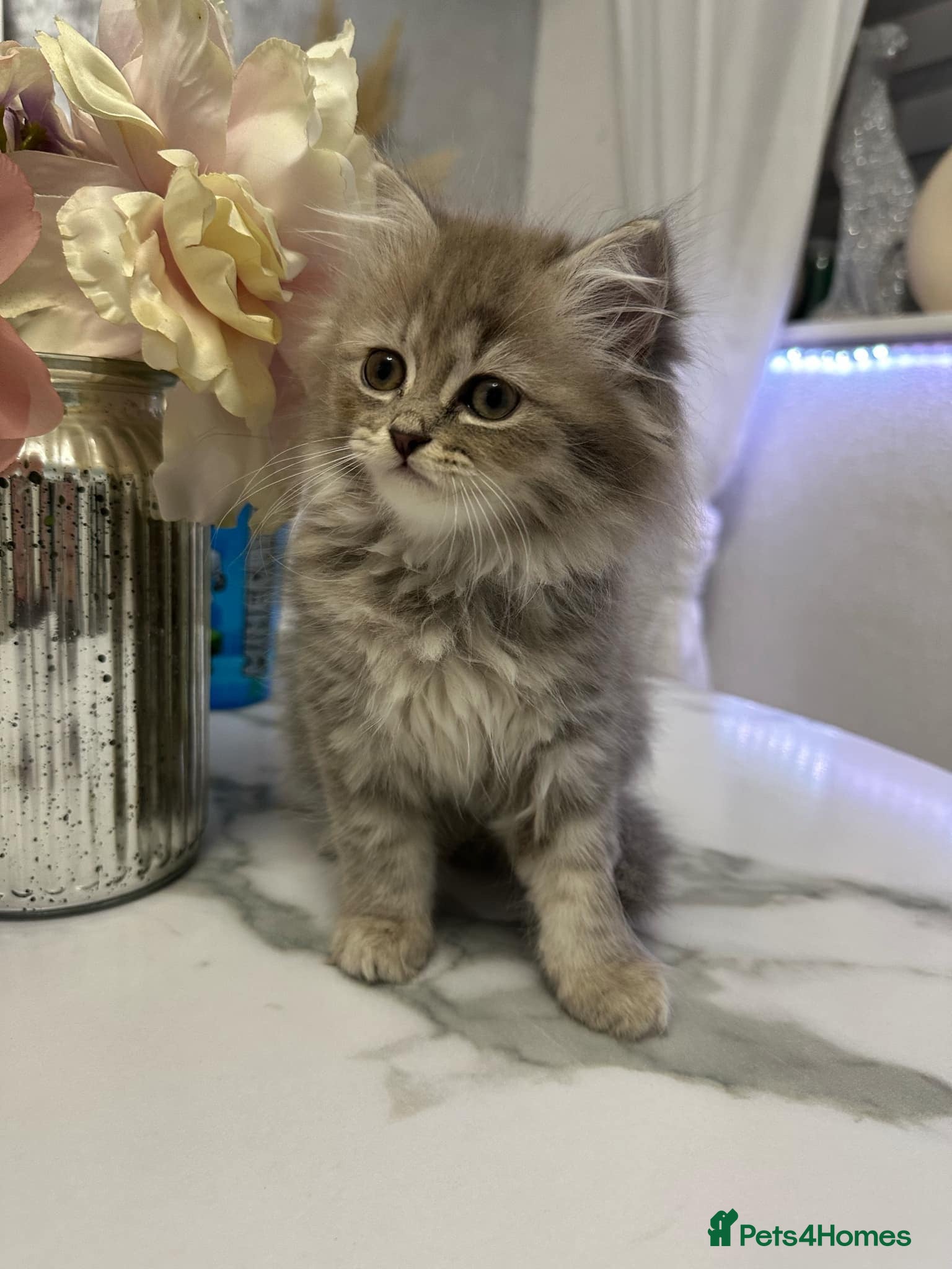 Persian Cat Price American Shorthair Kittens For Sale Exotic