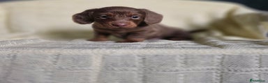 Miniature Dachshund Puppy 2
