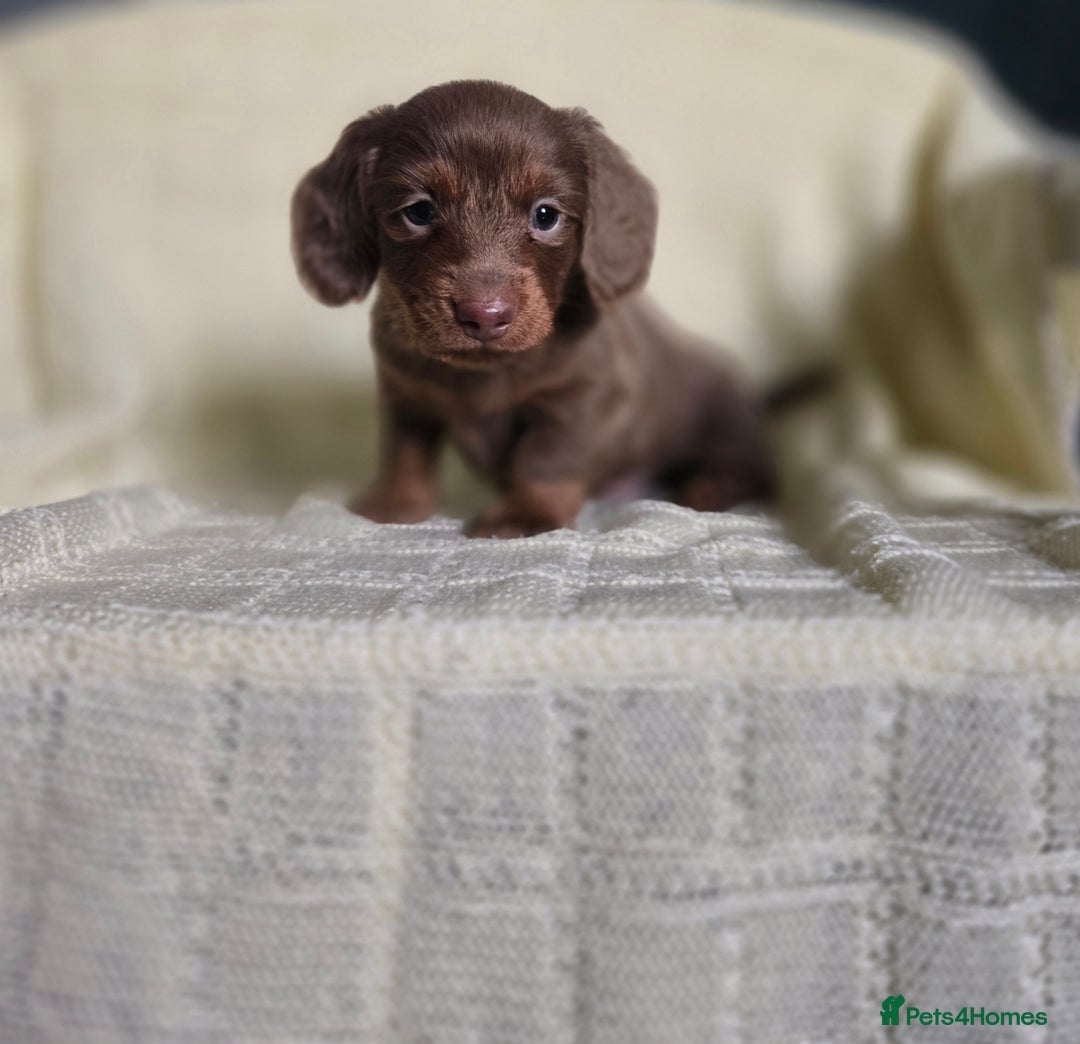 Miniature Dachshund dogs for sale: Miniature long hair dachshund  - Advert 2