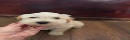 Mixed Breed dogs for sale: Cockerpoo/schnauzer - Advert 13
