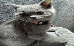 British Shorthair cats for sale: Stunning litter of bsh  - Advert 13