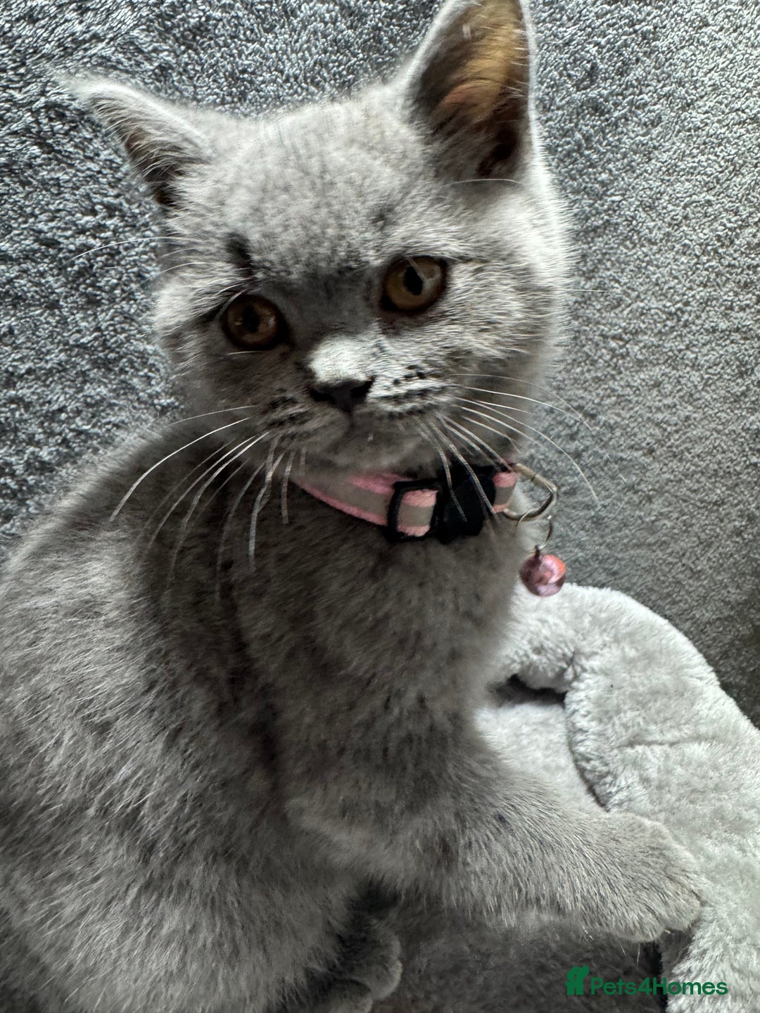 British Shorthair cats for sale: Stunning litter of bsh  - Advert 13