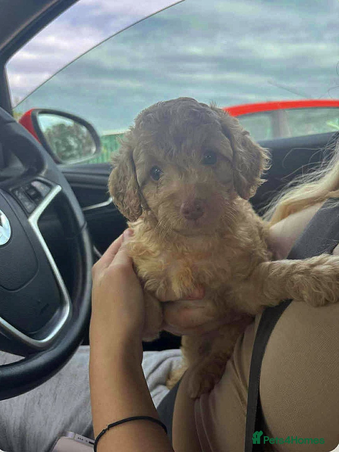 Cockapoo dogs for sale: F2B Cockapoo puppy - Image 1
