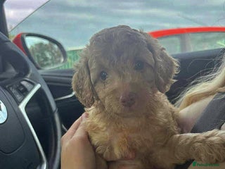 Cockapoo dogs - Advert 33