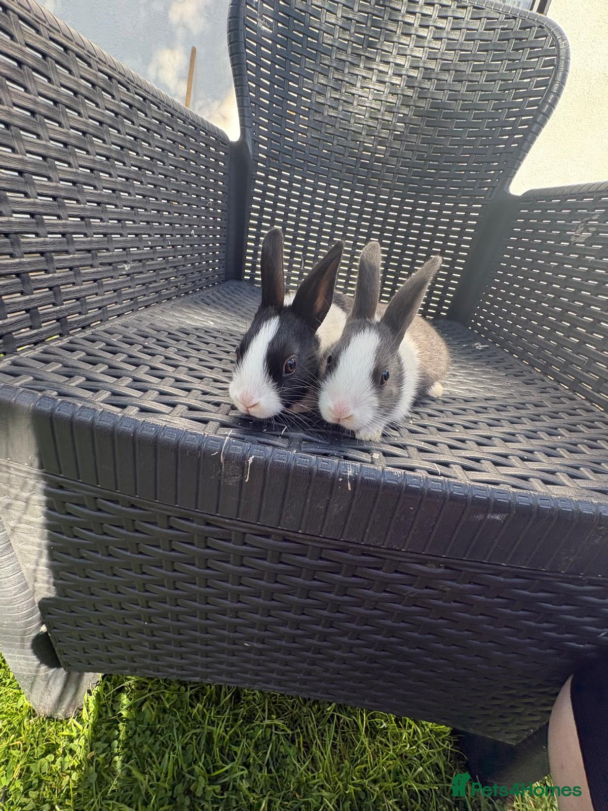 Dutch rabbits Dutch Rabbits - Advert 1