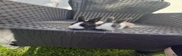 Dutch rabbits for sale: Dutch Rabbits - Advert 1