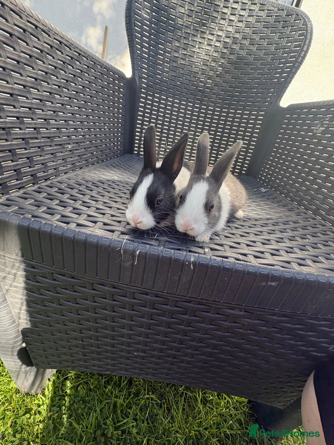 Dutch rabbits for sale: Dutch Rabbits - Advert 1