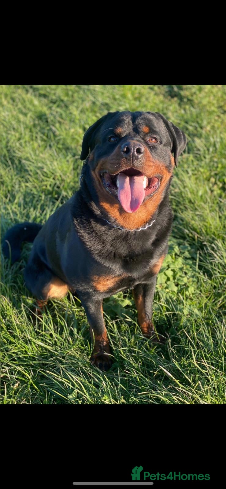 Rottweiler dogs CHUNKY PURE BRED ROTTWEILERS - SOLD   - Advert 2