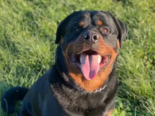 Rottweiler dogs CHUNKY PURE BRED ROTTWEILERS - SOLD - Advert 4