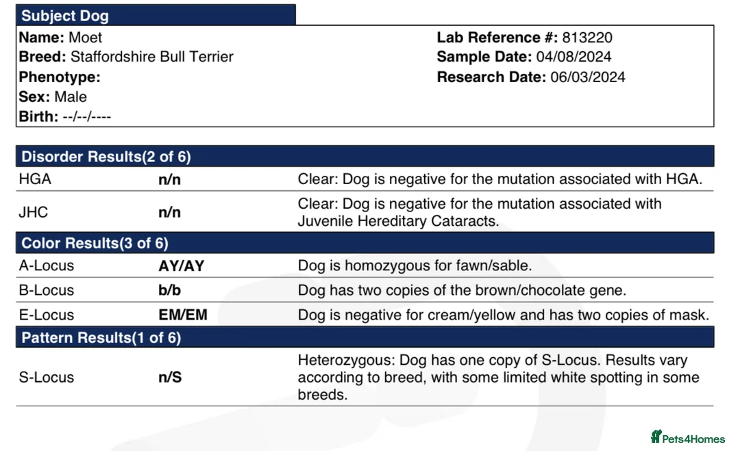Staffordshire Bull Terrier dogs for stud: Amazing Staffordshire Bull Terrier for Stud   - Advert 11