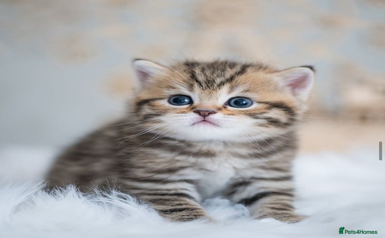 British Shorthair cats - Advert 5