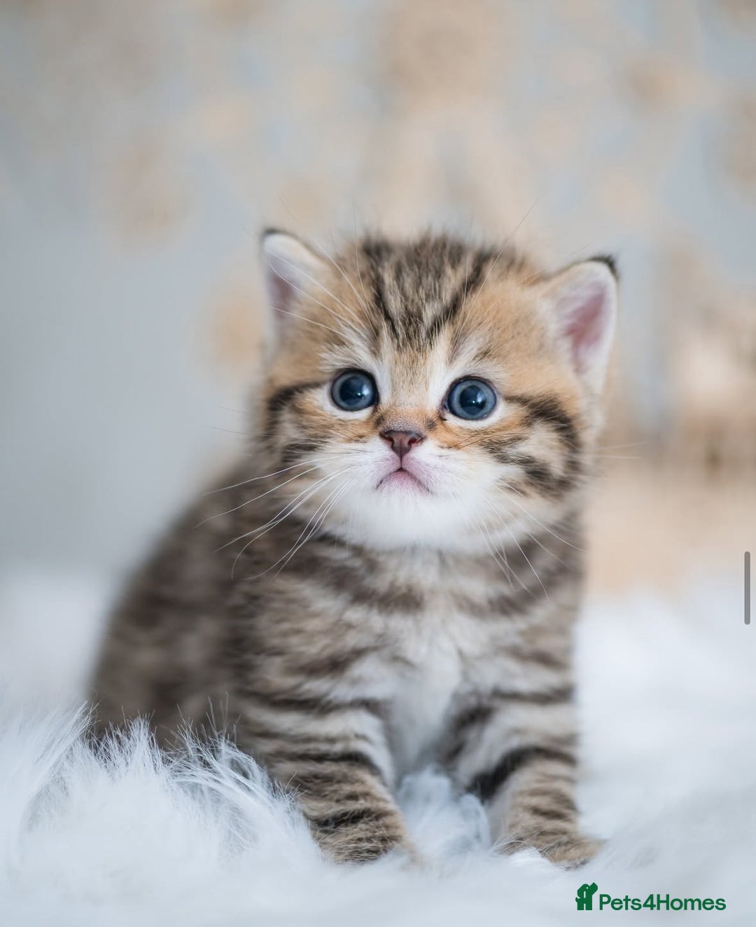 British Shorthair cats for sale: Beautiful golden spotted British shorthair kittens - Image 1