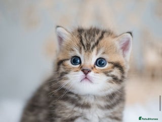 British Shorthair cats - Advert 3