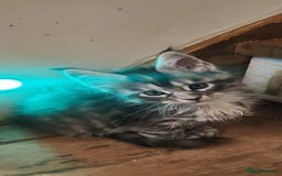 Maine Coon cats for sale: Maine coon purebred pedigre xl active in Barnsley - Image 33