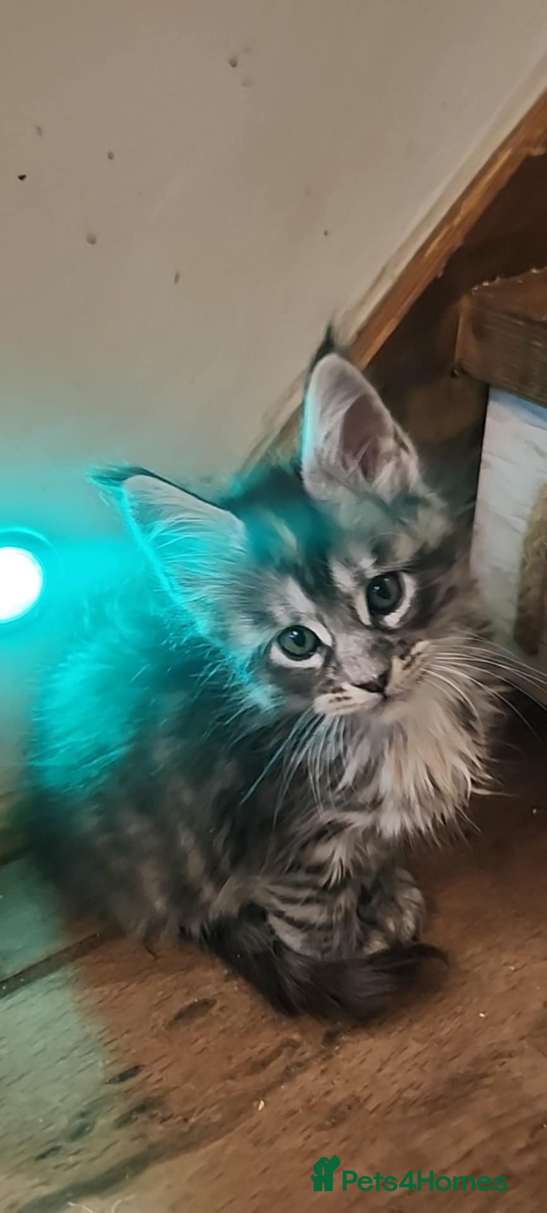 Maine Coon cats for sale: Maine coon purebred pedigre xl active in Barnsley - Image 33