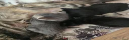 British Longhair cats for sale: Little beautiful kittens - Advert 7