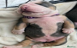 Olde English Bulldogge dogs for sale: Olde English Bulldog Puppies NEBBR Derby - Image 10
