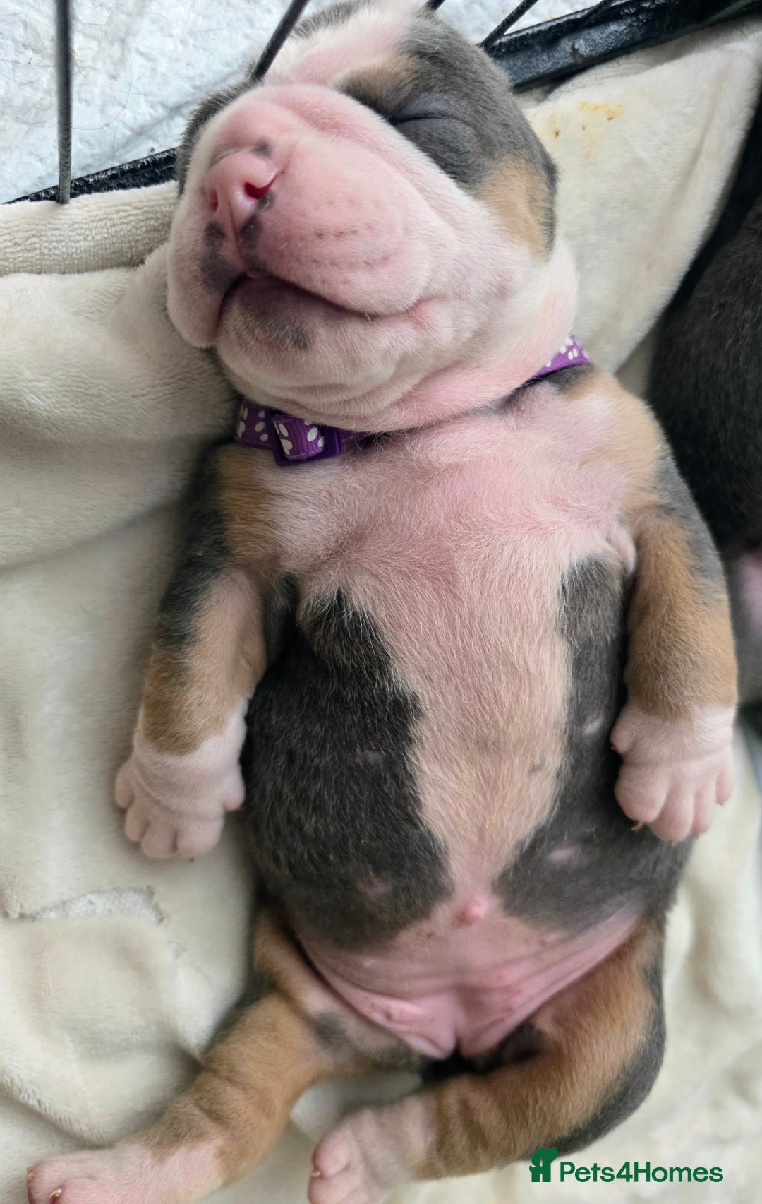 Olde English Bulldogge dogs for sale: Olde English Bulldog Puppies NEBBR Derby - Image 10