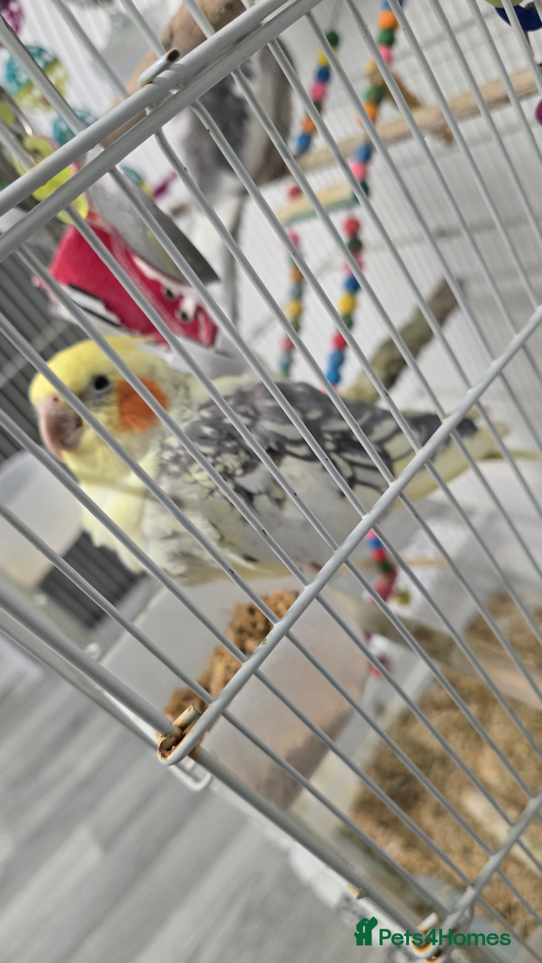 Cockatiels birds for sale: Pair of cockatiel for sale with food and cage - Advert 2