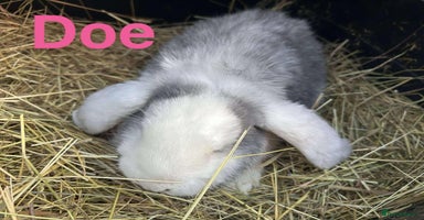 French Lop rabbits French Lop babies  READY NOW!! - Advert 6