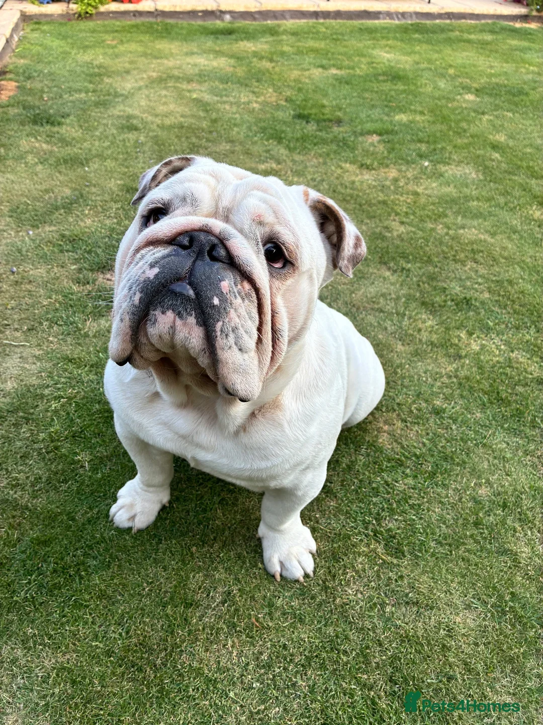 English Bulldog dogs for stud: Monty - Advert 2