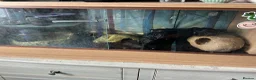 Python Snake reptiles for sale: Royal ball python - Advert 4