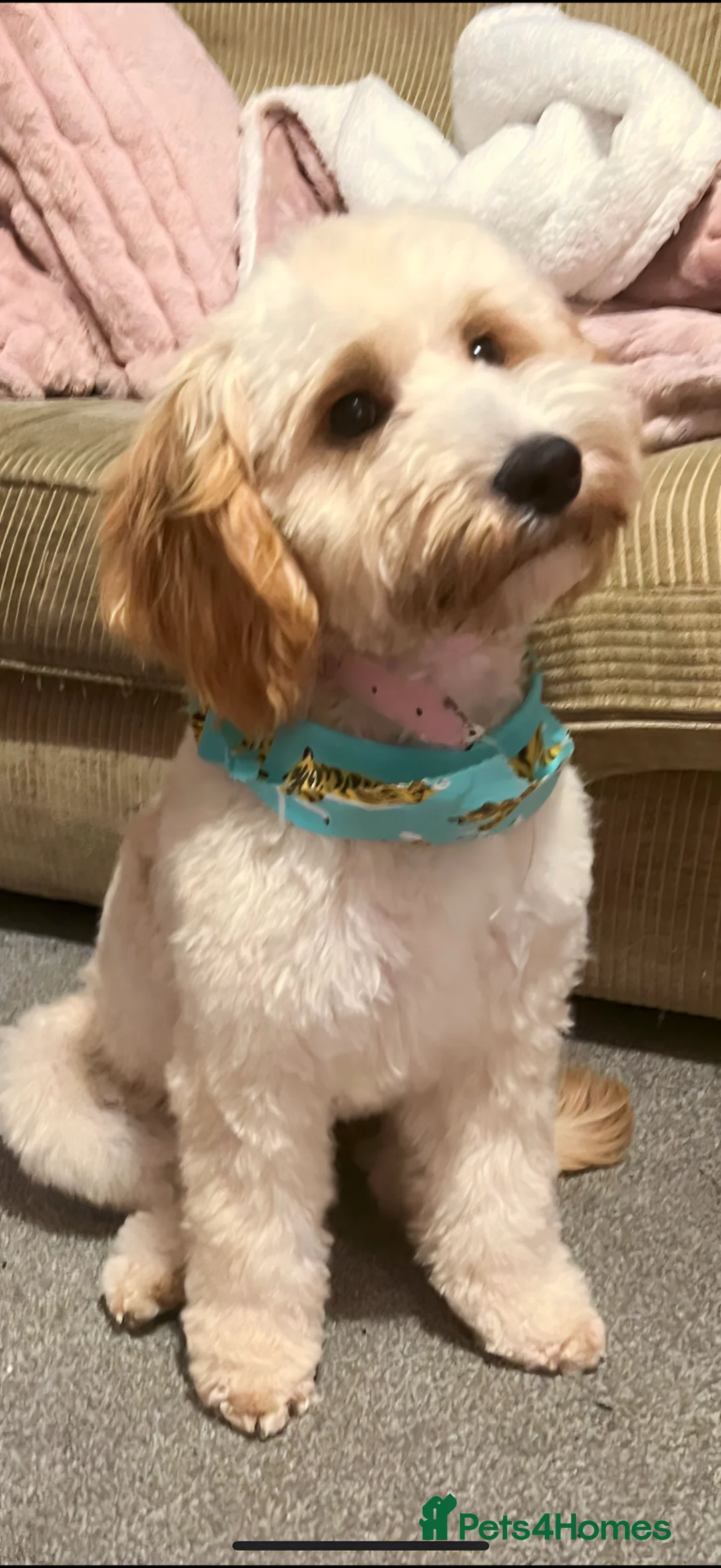 Cockapoo dogs for sale: cockapoo puppies for sale  in Calne - Advert 3