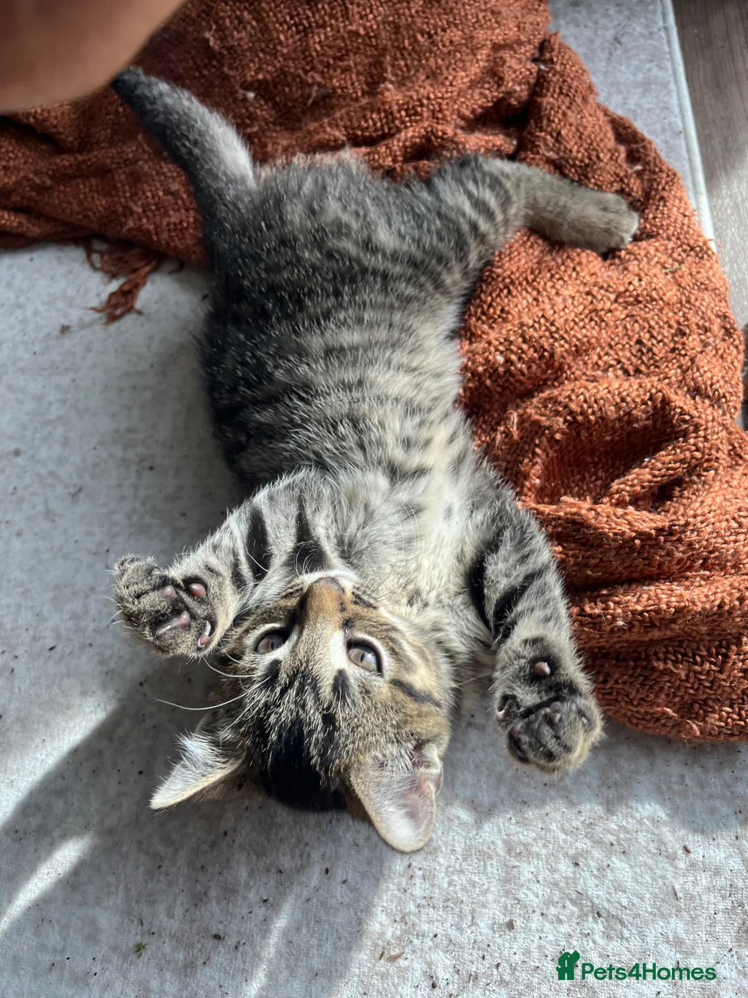 British Shorthair cats for sale: Tabby Kittens | 3 Available  in London - Advert 1