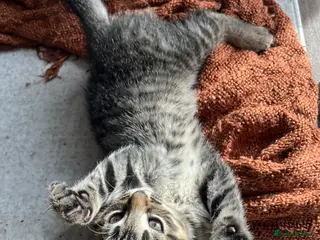 British Shorthair cats Tabby Kittens | 3 Available - Advert 1
