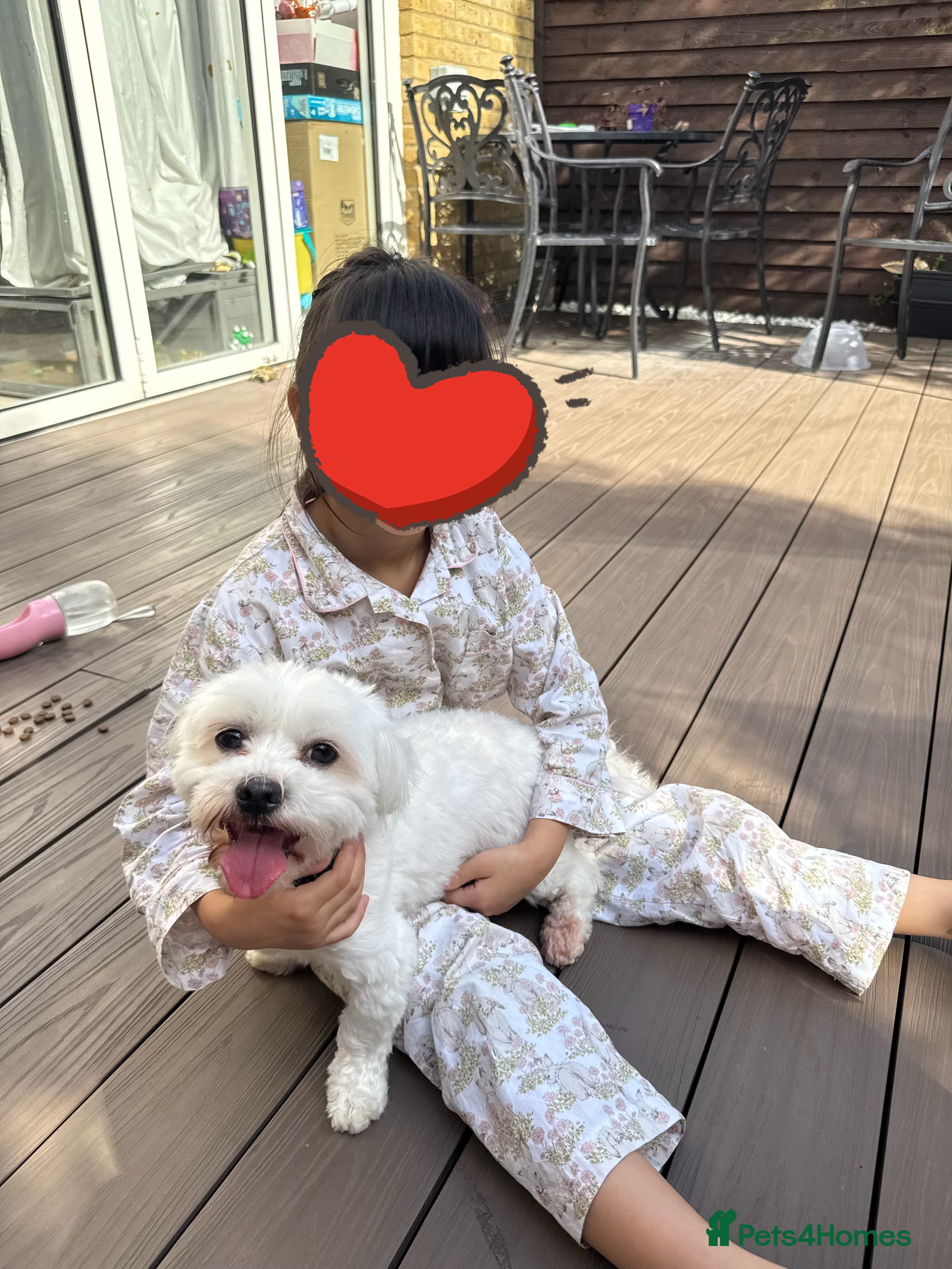 Maltese dogs Purebred Maltese Dog for Loving Home - Advert 1