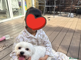 Maltese dogs Purebred Maltese Dog for Loving Home - Advert 1