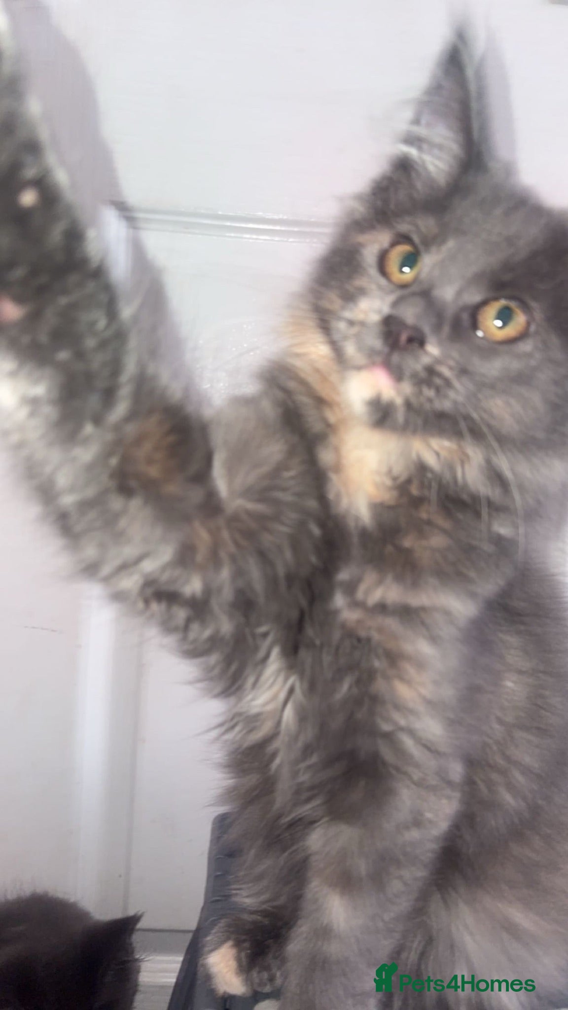 Maine Coon cats XL Maine coon kittens for sale  - Advert 1