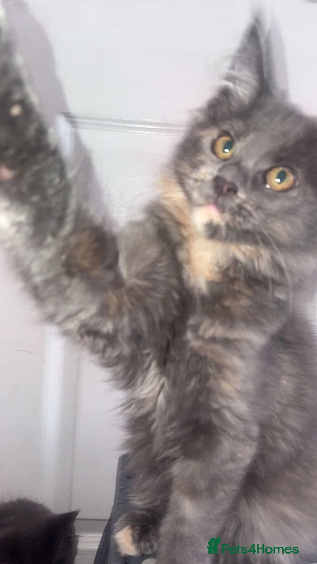 Maine Coon cats for sale: XL Maine coon kittens for sale  in Hyde - Advert 1