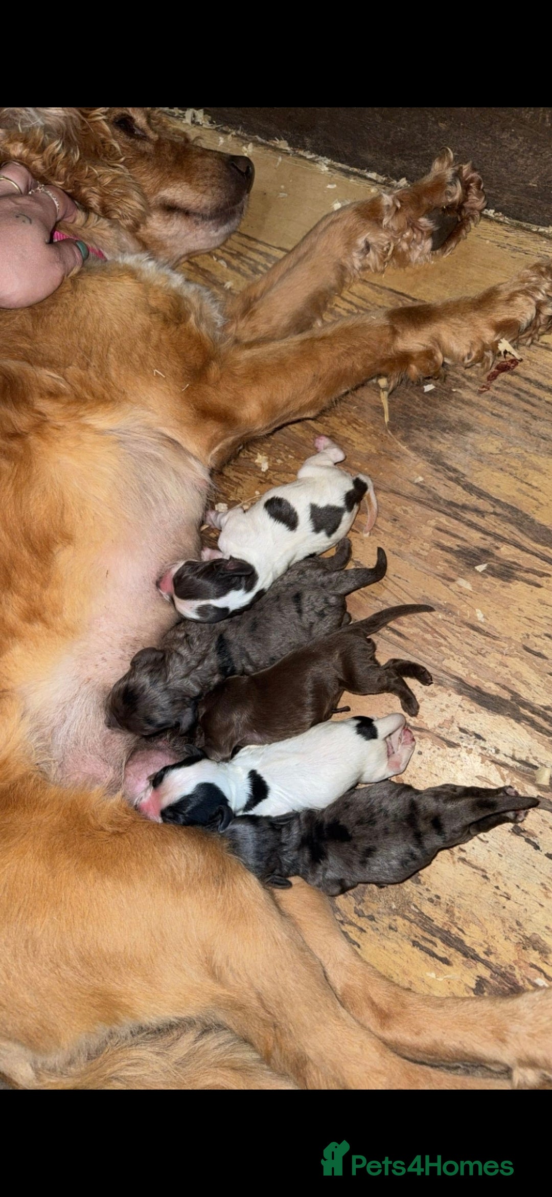 Cocker Spaniel dogs for stud: Merle Cocker stud in Shildon - Image 10
