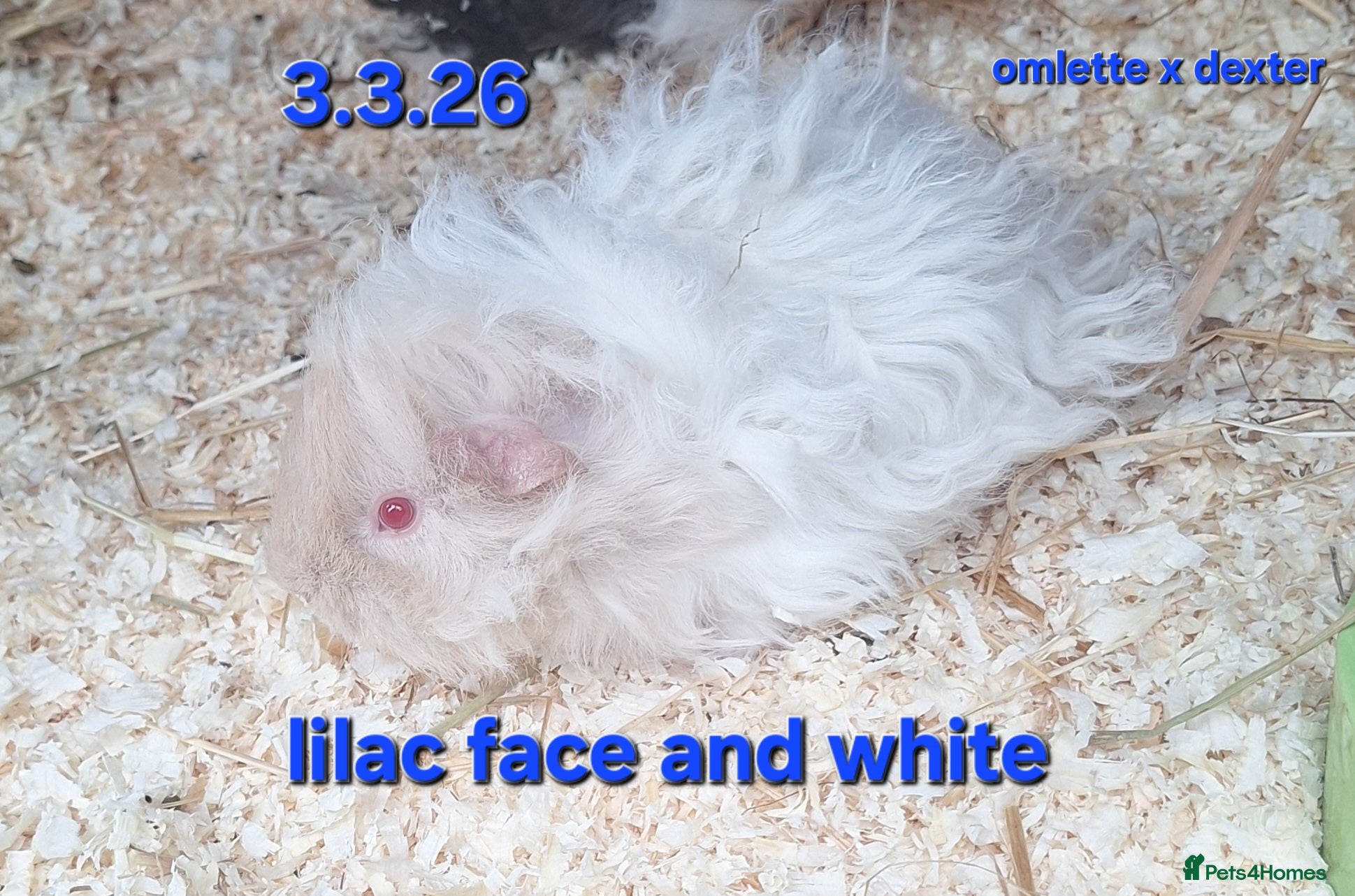 Guinea Pig rodents Fluffy baby boy male guinea pigs - Advert 23