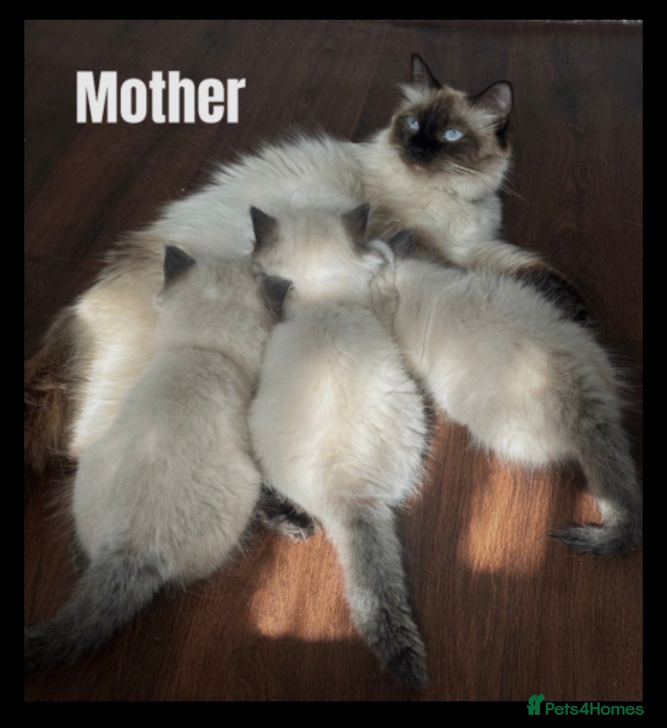 Ragdoll cats Beautiful Ragdoll Kittens Ready for New Homes! - Advert 3