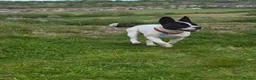 Mixed Breed dogs for sale: 9 month old French bull x Staffordshire bull - Advert 4