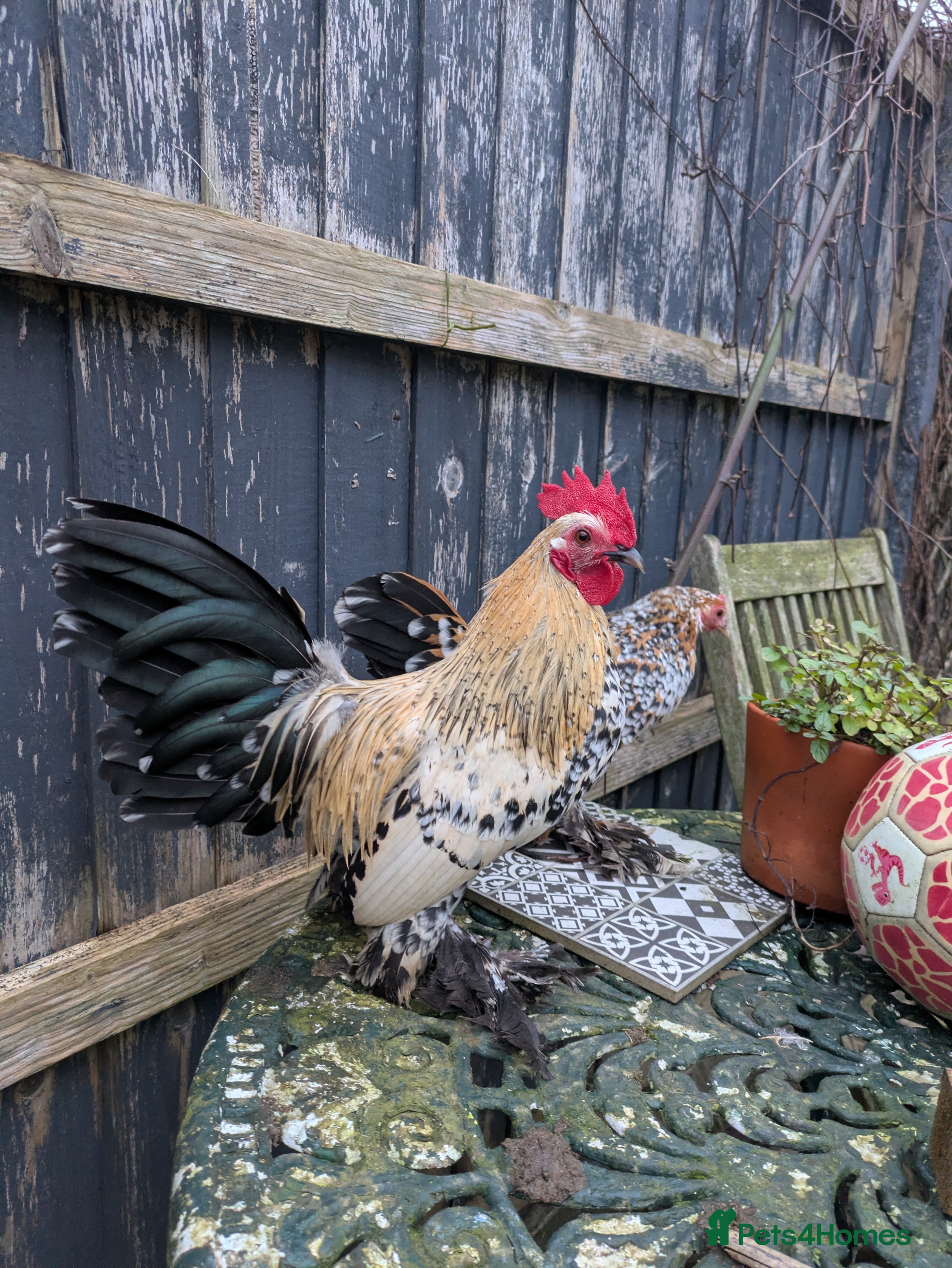 Chickens poultry Sablepoot cockerel  - Advert 1