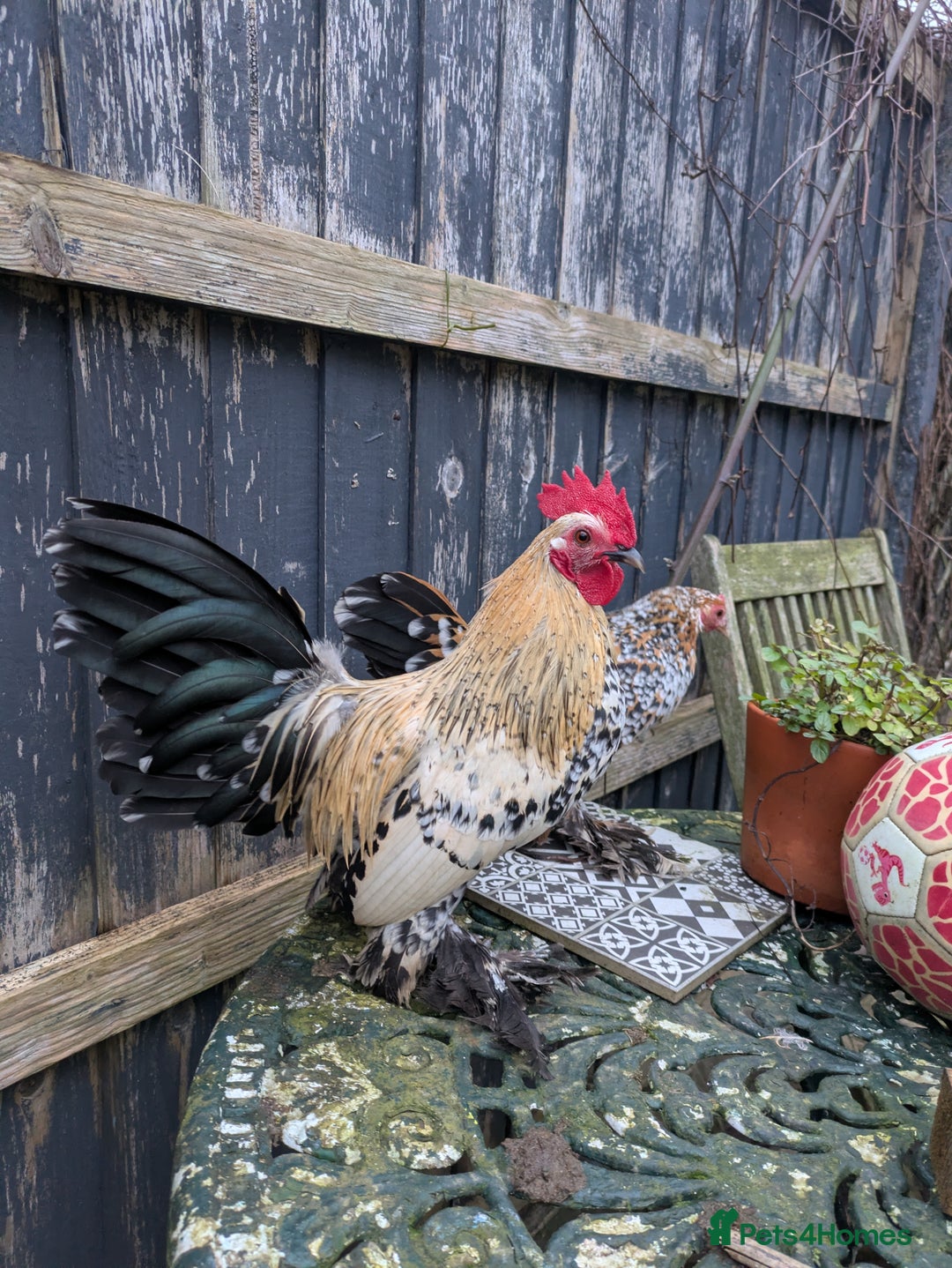 Chickens poultry for sale: Sablepoot cockerel  - Advert 1