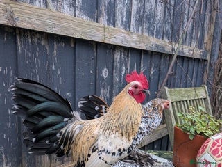 Chickens poultry Sablepoot cockerel - Advert 1