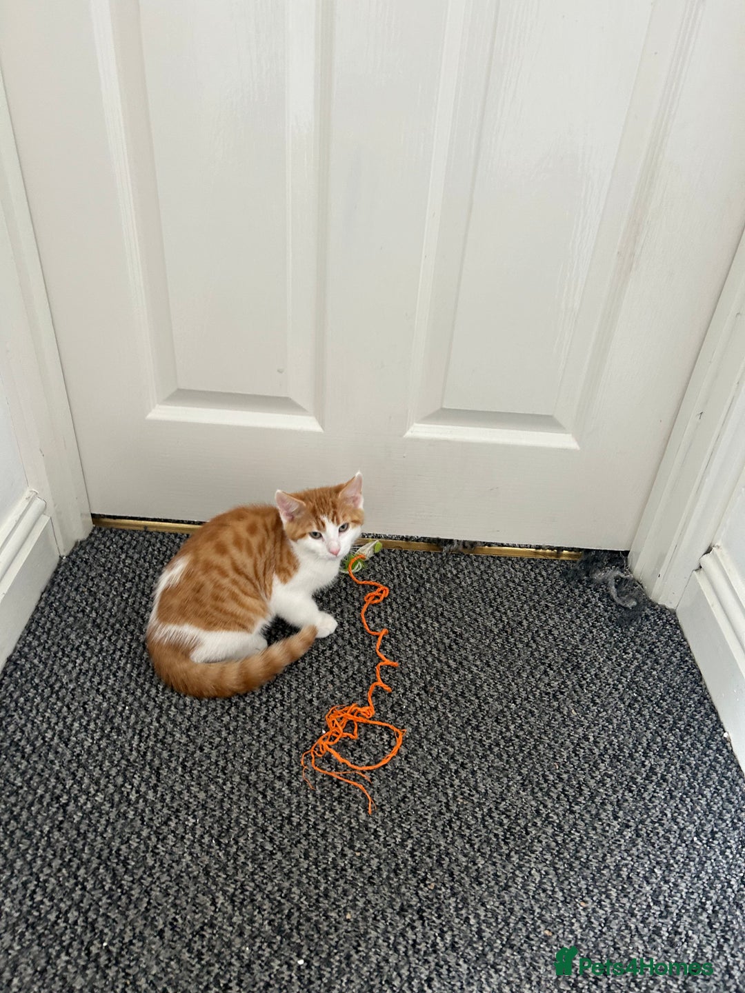 Mixed Breed cats for sale: Gorgeous Kittens for Sale - Image 3