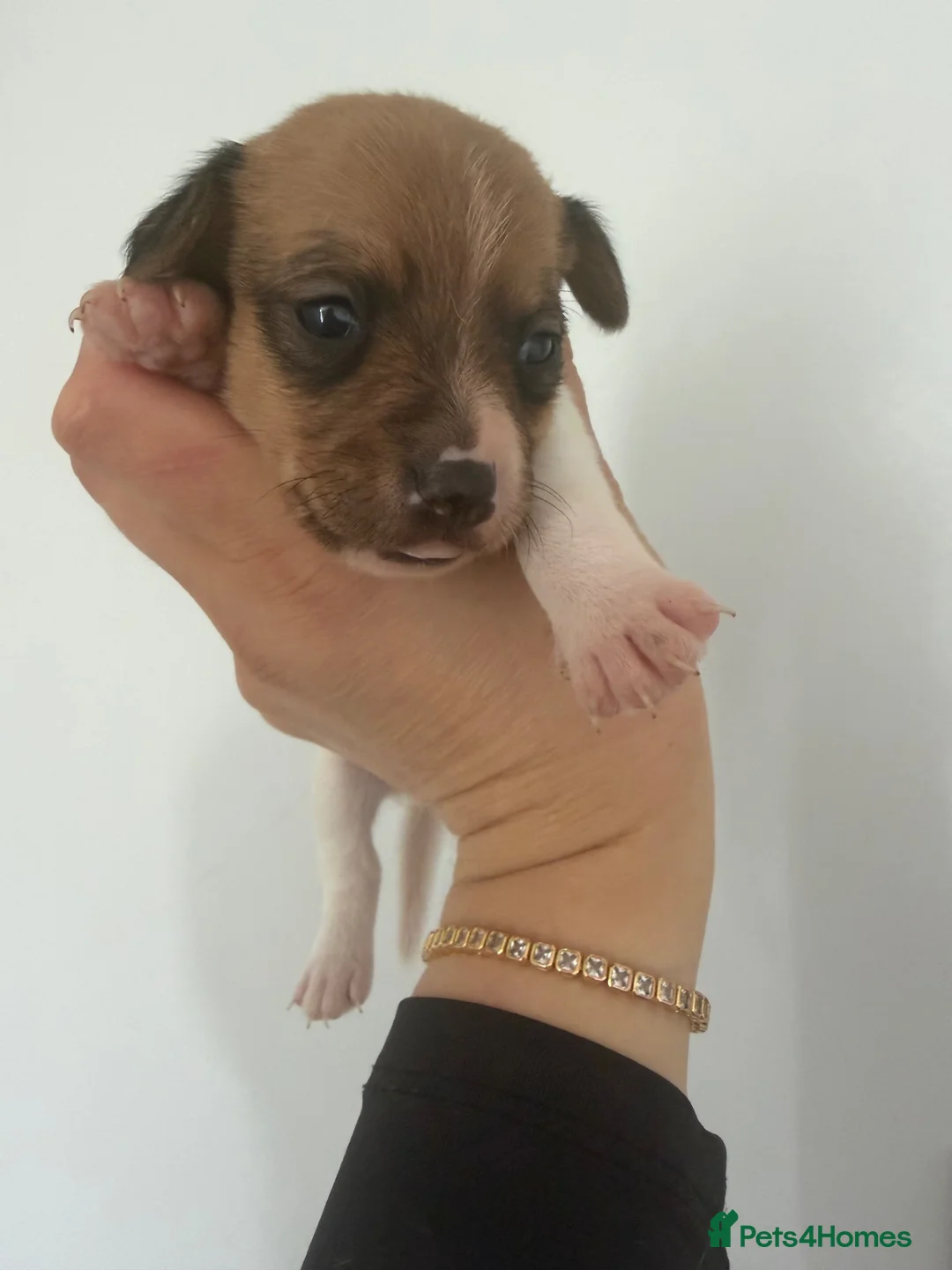 Jack Russell dogs for sale: Jack Russell - Advert 3