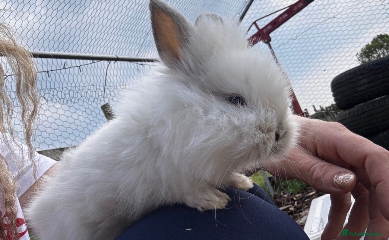 Mixed Breed rabbits Lilo and stitch - Advert 1