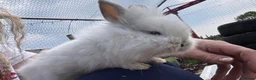 Mixed Breed rabbits for sale: Lilo and stitch in Glastonbury - Advert 1