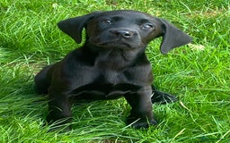 Labrador Retriever dogs for sale: Beautiful lab female puppy  - Image 19