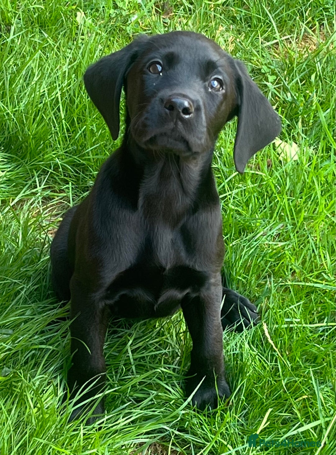 Labrador Retriever dogs for sale: Beautiful lab female puppy  - Image 19