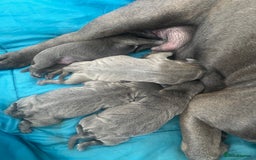Staffordshire Bull Terrier dogs for sale: Top Quality Blue Staffordshire Bull Terriers  - Image 1