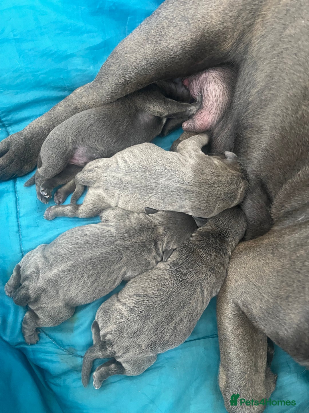 Staffordshire Bull Terrier dogs for sale: Top Quality Blue Staffordshire Bull Terriers  - Image 1