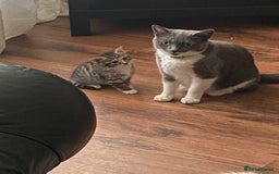 Mixed Breed cats for sale: Only 2 kittens 🐈‍⬛ left. - Image 9