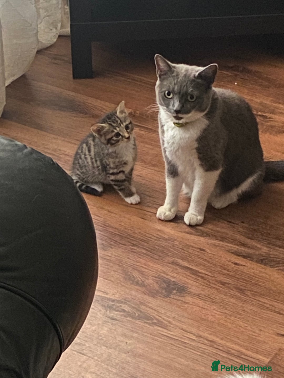 Mixed Breed cats for sale: Only 2 kittens 🐈‍⬛ left. - Image 9